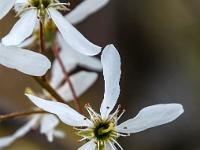 Weiße Blüte der Kupfer-Felsenbirne
